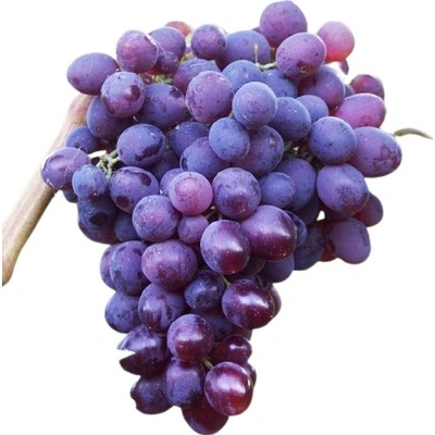 Rebschule Scheiblhofer Stolová sadenica ružová - LIDI