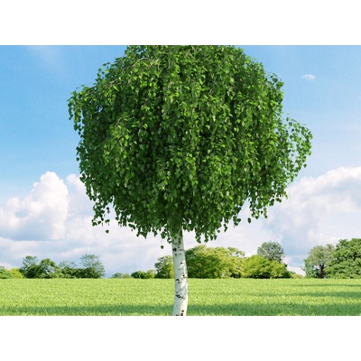 Breza previsnutá Magical Globe na 120-130 cm kmienku, výška 190-210 cm, kvetináč 18 l