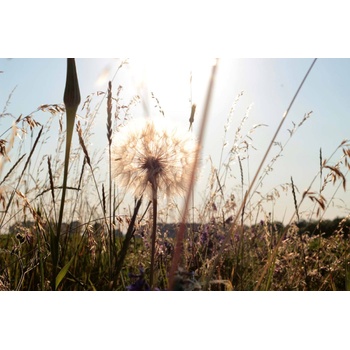 DIMEX ART s. r. o Флизелинов фототапет лятно глухарче 375 x 250 см