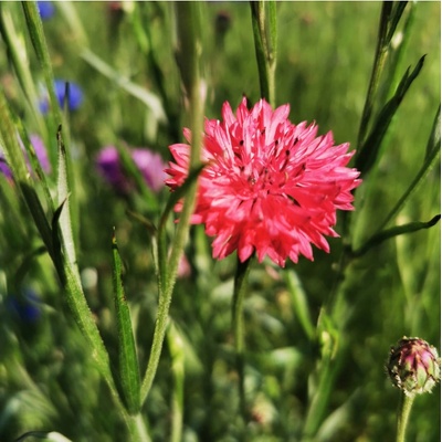BIO Nevädza červená - Centaurea cyanus - semená nevädze - 50 ks