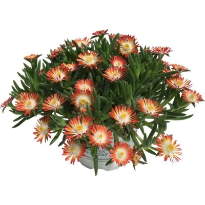 Poludňovka Royal Ranger Red - Delosperma, kont. 0,5 l