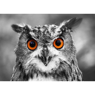 Enjoy Curious Owl 1000 dielov