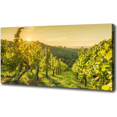 Foto obraz na plátne Vinice 100x50 cm