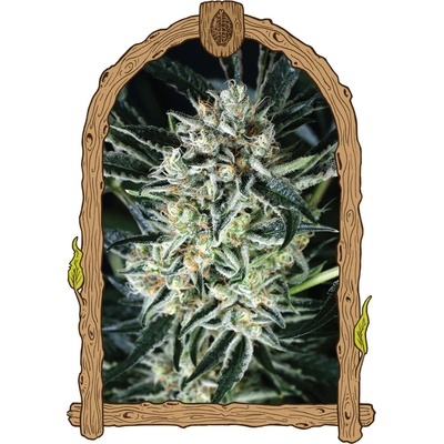 Exotic Seed Jelly Bananen semienka neobsahujú THC 3 ks