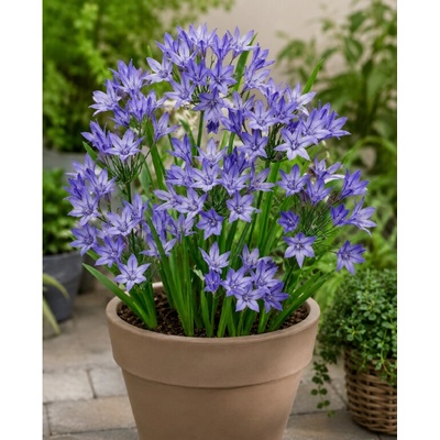 Triteleia 'Queen Fabiola' 5 ks – Zboží Dáma