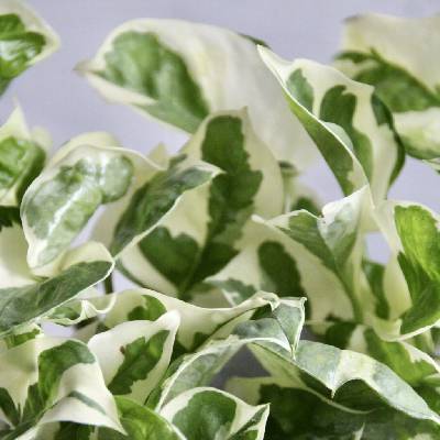 Epipremnum Pothos Aureum N-Joy