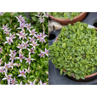 Hypsela reniformis, kont. 0,5 l