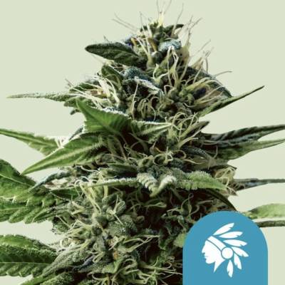 Royal Queen Seeds Tatanka Pure CBD semena neobsahují THC 3 ks