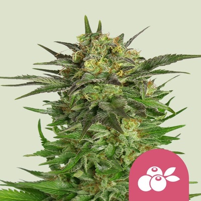 Royal Queen Seeds Haze Berry semienka neobsahujú THC 100 ks