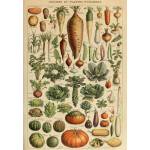 Grafika Art Puzzle - Puzzle Illustration from Larousse pour Tous : Vegetables and Vegetable Plants - 1 000 piese