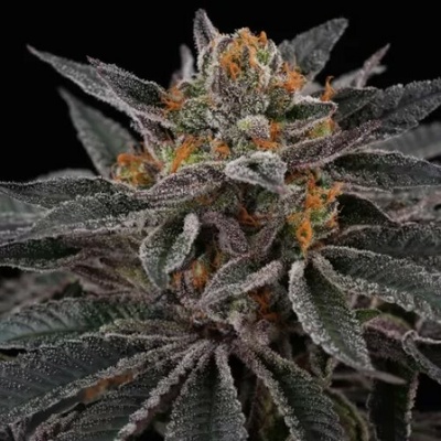 Perfect Tree Cherry Crisp semienka neobsahujú THC 6 ks