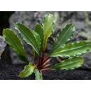 Bucephalandra Biblis