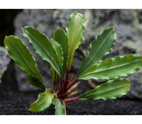 Bucephalandra Biblis