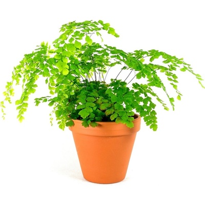 Gardners Adianthum mix, průměr 12-14 cm Netík