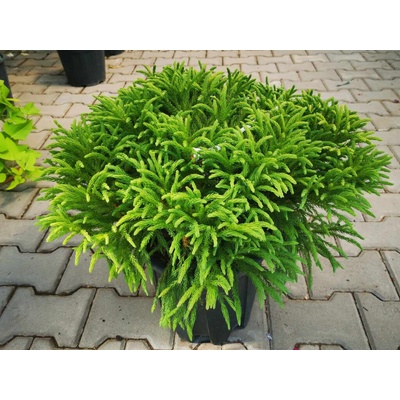 Kryptoméria japonská Globosa Nana, výška 30-40 cm, kvetináč 23 cm