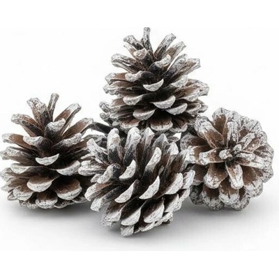 1014 Šiška sosna 5-7cm bielená 6ks
