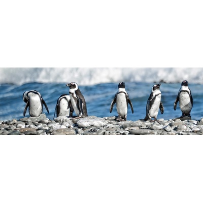 Dimex KI180-112 Fototapeta do kuchyně Penguins rozměry 180 x 60 cm