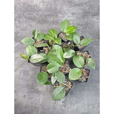 Pěstírna KYTKYshop Hoya Freckles Splash