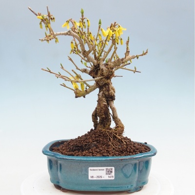 e-bonsai Venkovní bonsai - Zlatice - Forsythia koreana