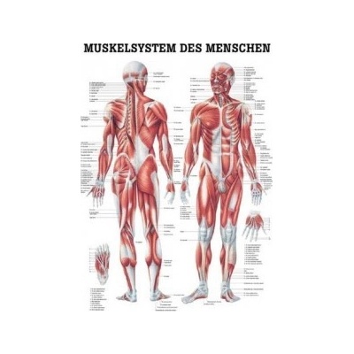 Rüdiger-Anatomie Naučný plakát Svalový systém