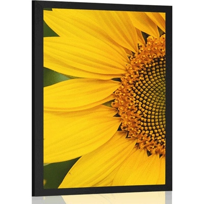 Plakát žlutá slunečnice - 60x90 white