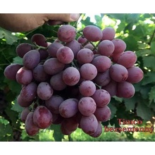 Vinič Timko Kišmiš Timco seedless stolové bezsemenné