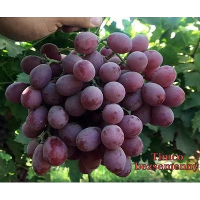 Vinič Timko Kišmiš Timco seedless stolové bezsemenné