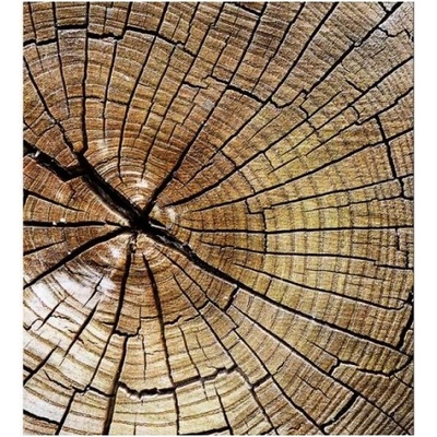 DIMEX ART Флизелинов фототапет годишни пръстени 225 x 250 см