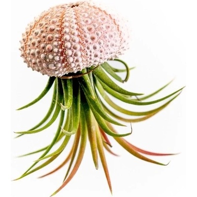 Gardners Medusa Rose s Tillandsií ionantha green Tillandsie, kykatka