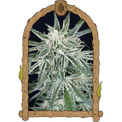 Exotic Seeds Green Gummy AUTO semena neobsahují THC 3 ks