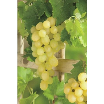 Vinič BIO bezsemenný FloraSelf Bio Vitis vinifera 'Palatina' výška cca 90 cm kvetináč 3 l