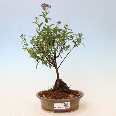 e-bonsai Venkovní bonsai - tavolník japonský - Spirea japonica Anthony Waterer