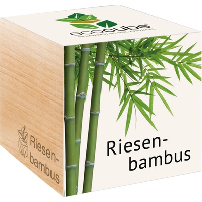 Feel Green ecocube "Exotics" obrí bambus