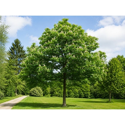 Pagaštan konský, výška 60-100 cm, kvetináč 9 l