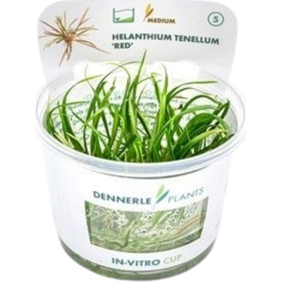 Helanthium tenellum Red
