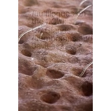 Multilogues on the Now: On Glands, Membranes and Cavities