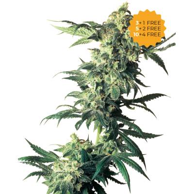 Sensi Seeds Northern Lights semienka neobsahujú THC 10 ks