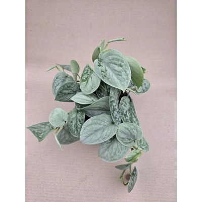 Scindapsus Pictus Silvery Ann 14 cm
