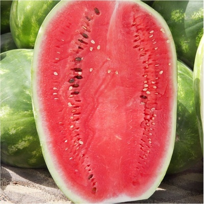 Meloun vodní Lajko F1 - Citrullus lanatus - semena melounu - 5 ks