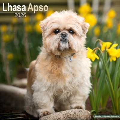 Lhasa Apso Square Dog Breed Wall 16 Month 2026