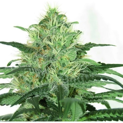 Ripper Seeds Sideral semienka neobsahujú THC 3 ks