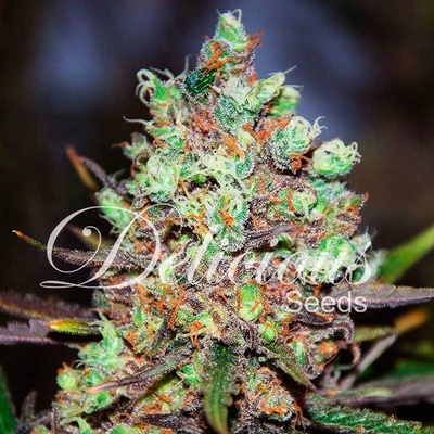 Delicious Seeds Cotton Candy Kush semena neobsahují THC 1 ks