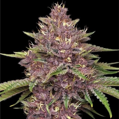 Humboldt Seed Company Purpz semena neobsahují THC 10 ks