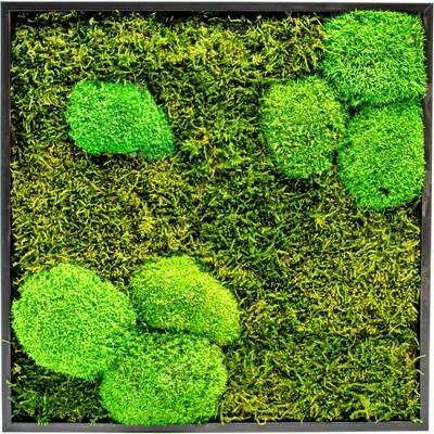Gardners Mechový obraz 35x35 cm kombinovaný mech kopečkový s plochým, černá