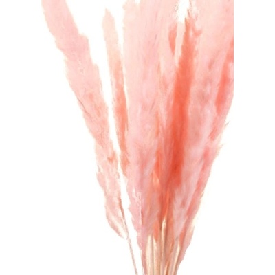 Sušená tráva Pampas pink, 6 ks, 65 - 75 cm, růžová