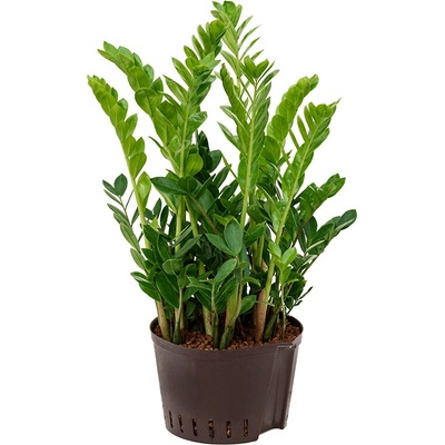 Zamioculcas zamiifolia Tuft 28/19 výška 50 cm