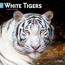 White Tigers 12 X 24 Inch Monthly Square Wall Plastic-Free 2025