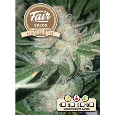 Fair Seeds AUTO Grapefruit semena neobsahují THC 10 ks