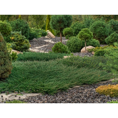 Borievka obyčajná Green Carpet, kvetináč 9 cm
