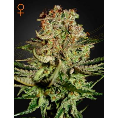 Green House Seeds Super Bud semena neobsahují THC 3 ks
